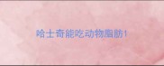 哈士奇能吃动物脂肪