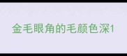 金毛眼角的毛颜色深