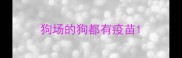 狗场的狗都有疫苗