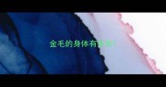金毛的身体有多长