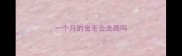 一个月的金毛会走路吗