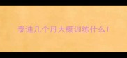泰迪几个月大概训练什么