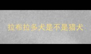 拉布拉多犬是不是猎犬