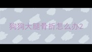 狗狗大腿骨折怎么办