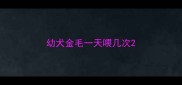 幼犬金毛一天喂几次