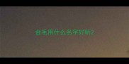 金毛用什么名字好听