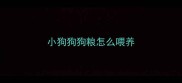 小狗狗狗粮怎么喂养