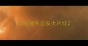 金毛掉毛皮肤大片红