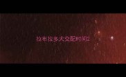 拉布拉多犬交配时间