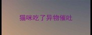 猫咪吃了异物催吐