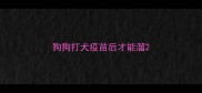 狗狗打犬疫苗后才能溜