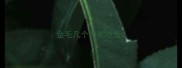 金毛几个月能吃鱼