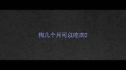 狗几个月可以吃肉