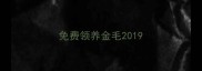 免费领养金毛2019