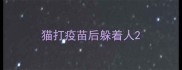 猫打疫苗后躲着人