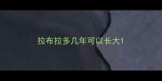 拉布拉多几年可以长大