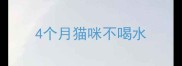 4个月猫咪不喝水