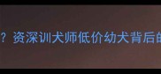800元纯种拉布拉多可信吗资深训犬师低价幼犬背后的行业真相与科学饲养指南