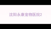 沈阳永康宠物医院