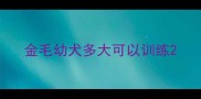 金毛幼犬多大可以训练