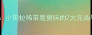 宠物健康必修课小狗拉稀带腥臭味的7大元凶与专业应对方案