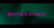 猫咪呼吸急促的表现