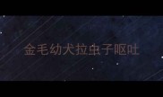 金毛幼犬拉虫子呕吐