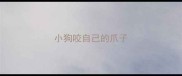 小狗咬自己的爪子