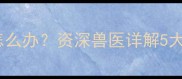 猫咪突然打滚流口水怎么办资深兽医详解5大可能原因及应对措施