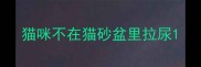 猫咪不在猫砂盆里拉尿