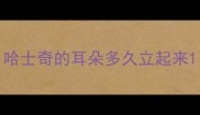 哈士奇的耳朵多久立起来