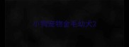 小狗宠物金毛幼犬
