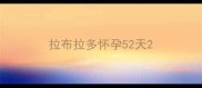 拉布拉多怀孕52天