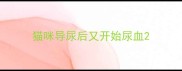 猫咪导尿后又开始尿血