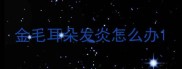 金毛耳朵发炎怎么办