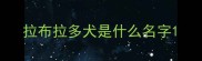 拉布拉多犬是什么名字