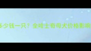 哈士奇母犬价格多少钱一只全哈士奇母犬价格影响因素与选购指南