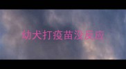幼犬打疫苗没反应