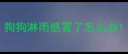 狗狗淋雨感冒了怎么办