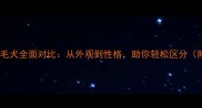 拉布拉多与金毛犬全面对比从外观到性格助你轻松区分附饲养指南