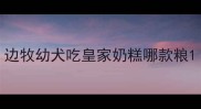 边牧幼犬吃皇家奶糕哪款粮