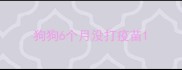 狗狗6个月没打疫苗