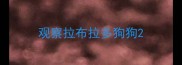 观察拉布拉多狗狗