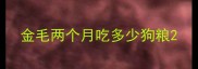 金毛两个月吃多少狗粮