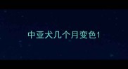 中亚犬几个月变色