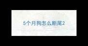 5个月狗怎么断尾