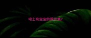 哈士奇宝宝的照片集