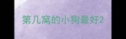 第几窝的小狗最好