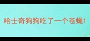 哈士奇狗狗吃了一个苍蝇