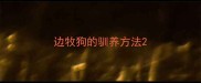 边牧狗的驯养方法
